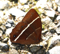 Parataygetis lineata