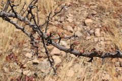Commiphora