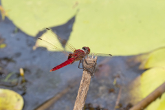 Urothemis aliena