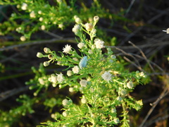 Naupactus auripes