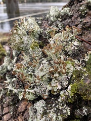 Cladonia cariosa