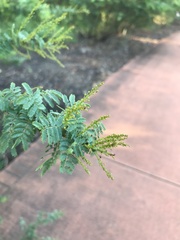 Acacia pubescens