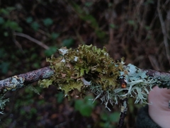 Tuckermanopsis chlorophylla