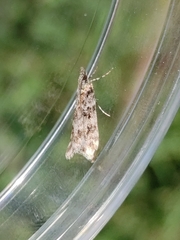 Eudonia lacustrata