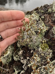 Cladonia cariosa