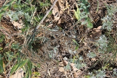 Artemisia austriaca