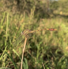 Paragomphus genei