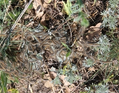 Artemisia austriaca