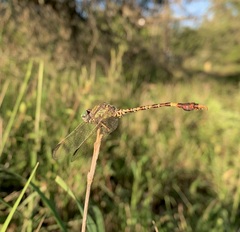 Paragomphus genei