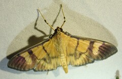 Phostria
