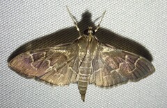 Pilocrocis