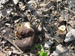 Helvellaceae