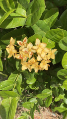 Ixora chinensis
