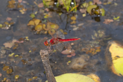 Urothemis aliena
