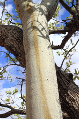 Commiphora crenato-serrata