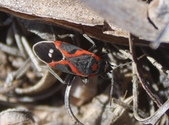 Lygaeus kalmii kalmii