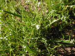 Pectocarya heterocarpa
