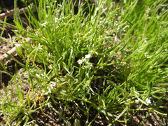 Pectocarya heterocarpa