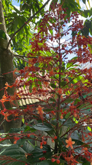 Clerodendrum paniculatum