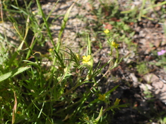 Tropidocarpum gracile