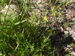 Tropidocarpum gracile