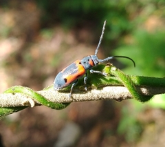 Tetraopes discoideus