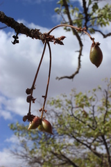 Commiphora crenato-serrata