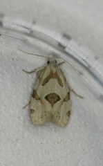 Aethes angustana