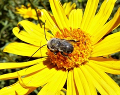 Eucerini