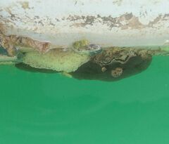 Aplidium turbinatum