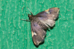 Deuterophysa