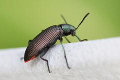 Strongylium haemorrhoidale