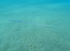 Fistularia commersonii