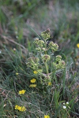 Trinia glauca