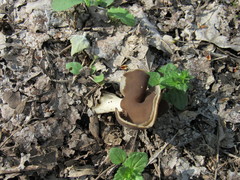 Helvellaceae