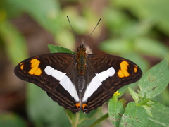 Adelpha malea