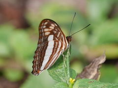 Adelpha malea