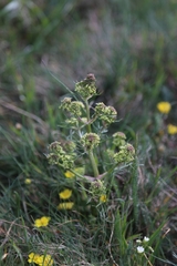 Trinia glauca