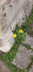 Papaver cambricum