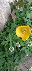Papaver cambricum