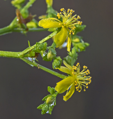 Hypericum brachyphyllum