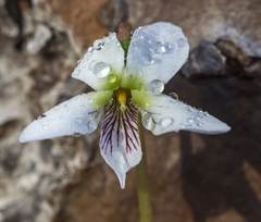 Viola vittata