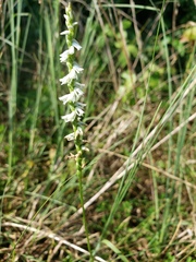 Spiranthes vernalis