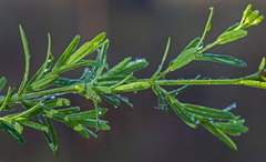 Hypericum brachyphyllum