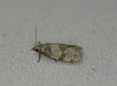 Aethes argentilimitana