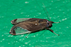 Bertholdia