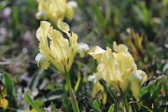 Iris pumila