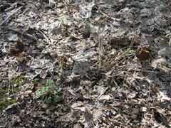 Helvellaceae