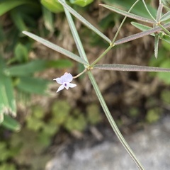 Vicia acutifolia