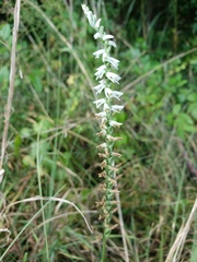 Spiranthes vernalis